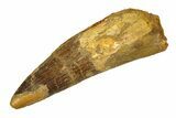 Real Fossil Spinosaurus Tooth - Giant Dinosaur Tooth #351485-1